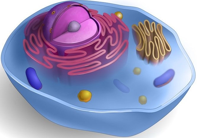 K-12 Life Science